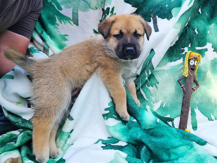 chinook puppy